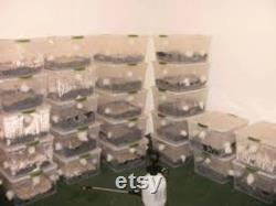 mono tubs for mushroom cultivation can be made automated